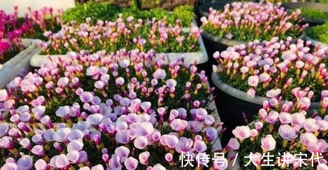 电器|养花时最爱“犯的5个错”,养一盆死一盆,全做过的请举手!