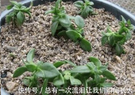秋天6种花随便扦插都能活，生根发芽快，家里已经没空花盆啦