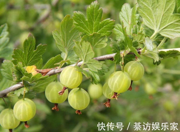 灯笼果|人到中年，推荐吃3种食物，延缓皱纹生长，抗衰老