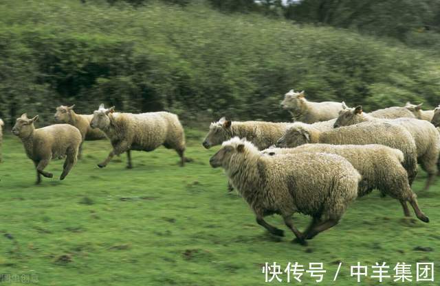 中羊集团|母羊难产?做好这几点有效护理