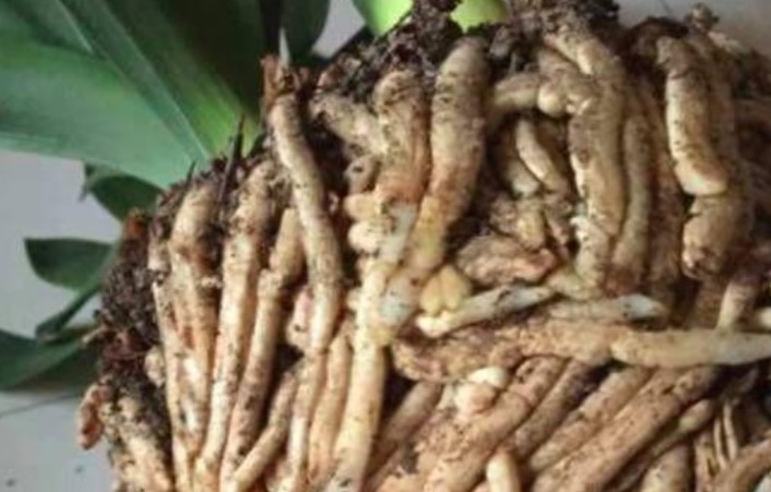 养了10年的君子兰,打翻看到它根部后,你还敢养这植物吗