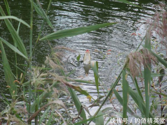  寥寥无几|花了大把的银子，钓上来的鱼还是寥寥无几，说说如何自制鱼饵？