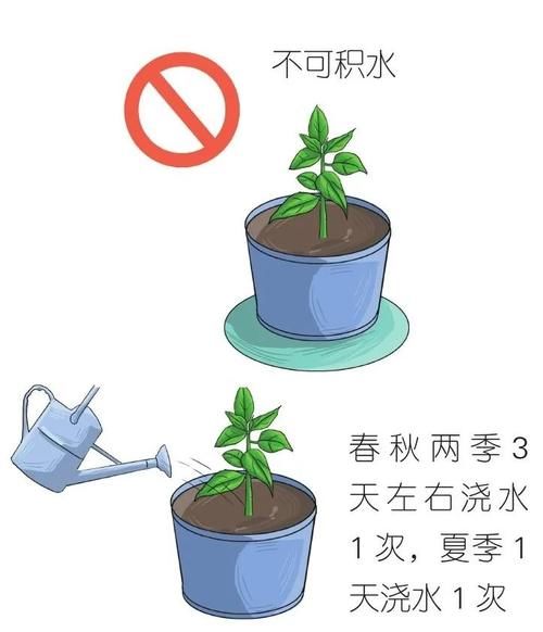  实在|辣椒挂果的样子实在太好看了，可观可食用直接栽种在阳台上！