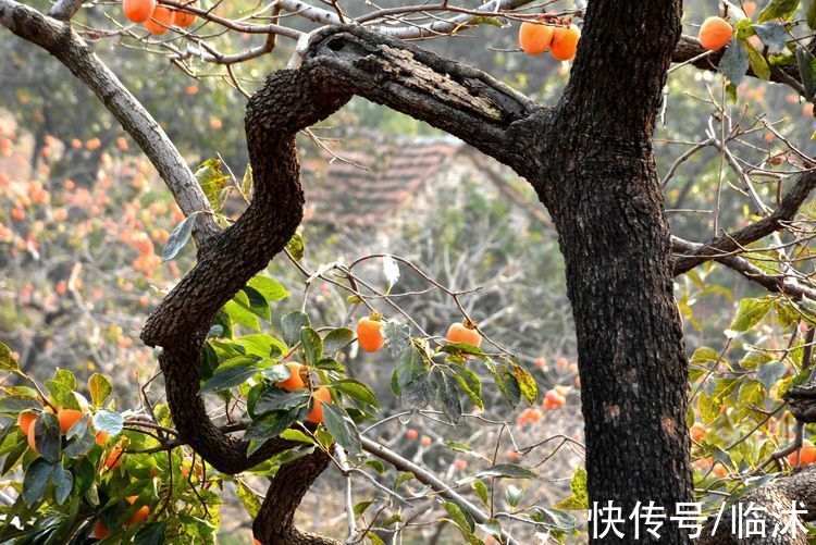 静怡|再游柿子沟