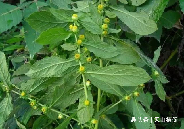 天名精|这野草很粘人,农民曾用它做猪饲料,殊不知叶子是治牙痛的良药!