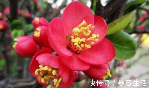 4种花高贵优雅,看了就让人沉醉,吉祥富贵,红红火火好运来