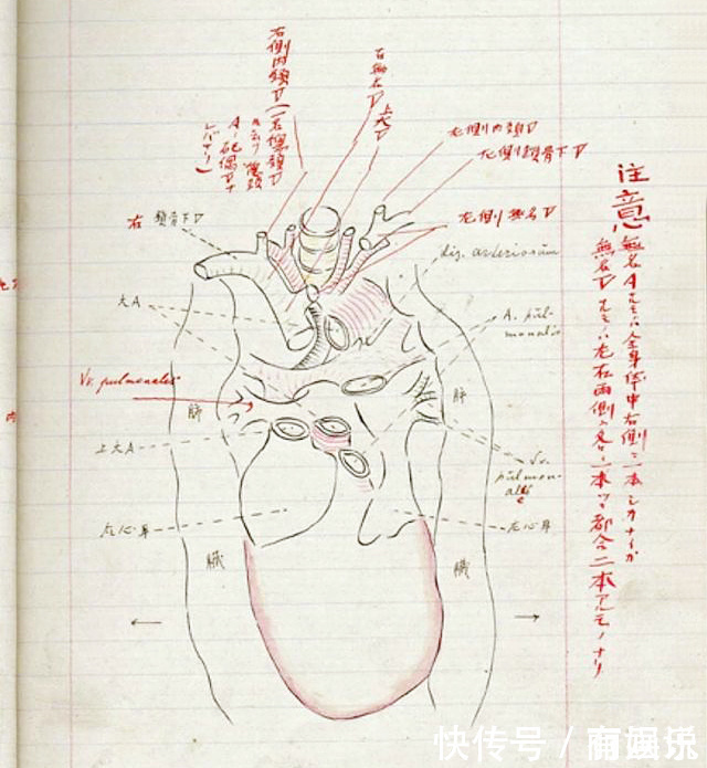 周树人$为何鲁迅对藤野先生“永志难忘”，而藤野却记不起“鲁迅是谁”