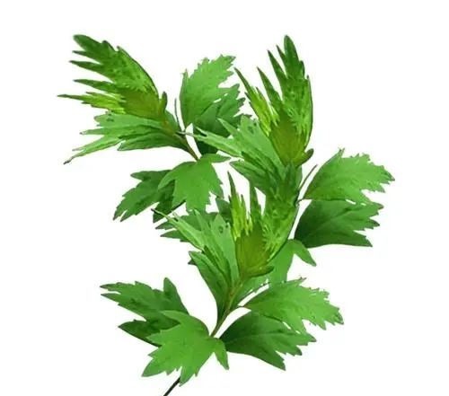 艾草|艾治百病!7大艾叶民间小偏方,横扫7种身体疾病!值得点赞!