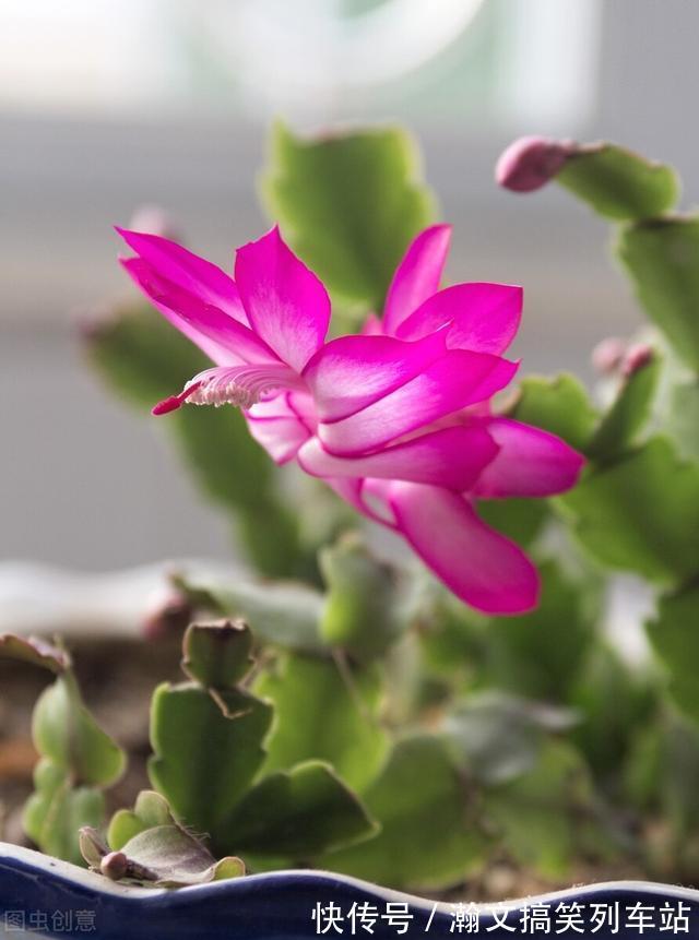 蟹爪兰别放3处养,花量打折扣,学会换位置,收获不一样