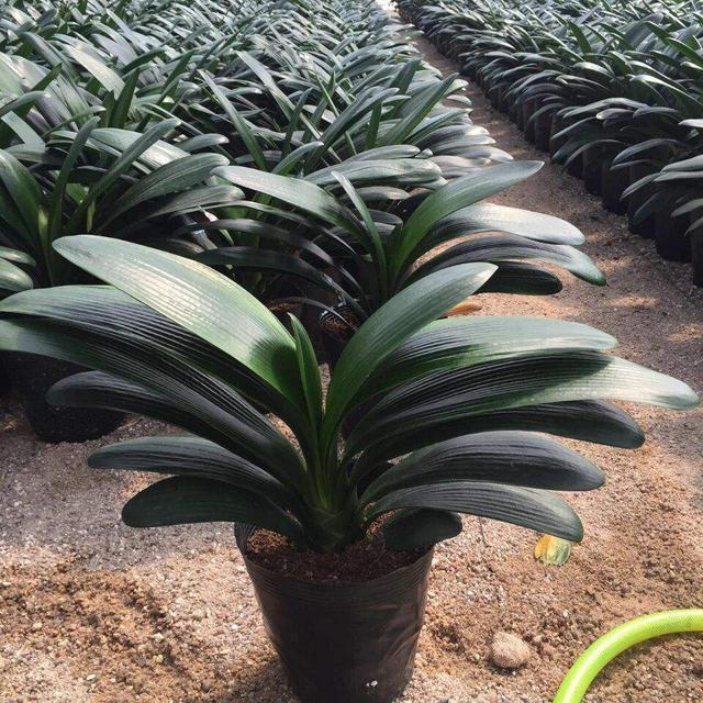 君子兰|大爷养君子兰, 秘密全在盆底,花箭头上长花苞,叶子油亮亮!