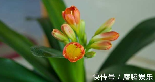 君子兰|君子兰开花后，这样处理就可以延长花期一个月，爆盆真的很容易