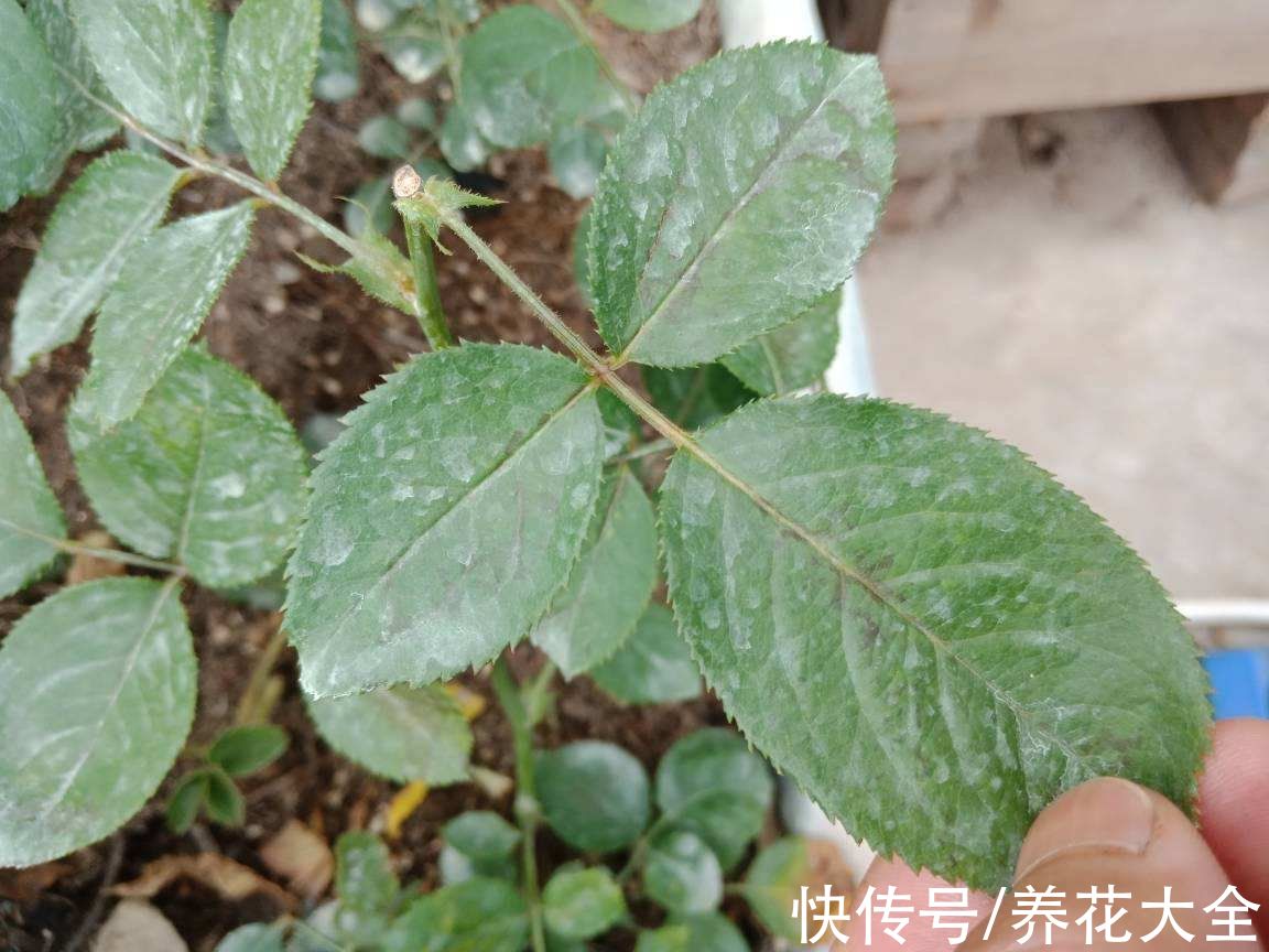 红白蜘蛛|自制养花杀虫水，方便安全，养花特干净