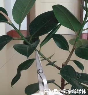 有型|橡皮树有个“贱毛病”！越剪越有型，越剪越好看，赶紧学！