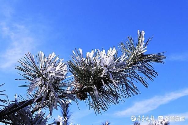 剔透|情报站｜宛如雪压枝！日照五莲大青山雾凇洁白剔透，独具风韵