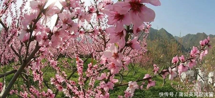 春季赏花好去处～竹林关桃花谷，赏春日胜景，看十里桃花！