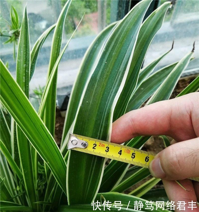 吊兰|养吊兰,一年四季只用2招,叶片3厘米宽,叶片长得又密又绿!