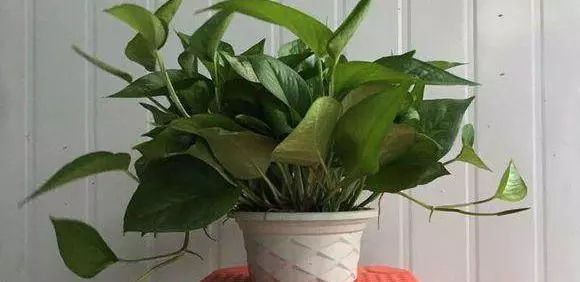 夏天|夏天给植物来个鸡蛋,疯狂爆盆,叶子绿到流油