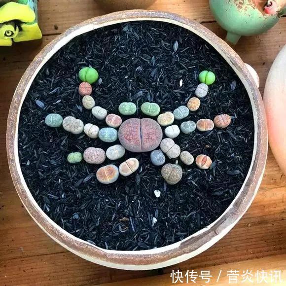 灵感|多肉拼盘玩一次就上瘾,这些创意拼法,你一定喜欢