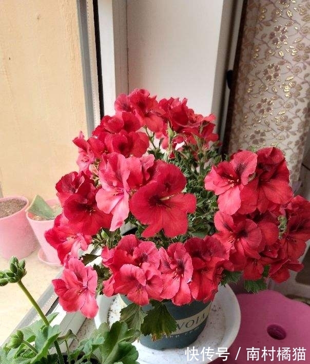 家里养盆“干净花”，一年四季不招虫，开花也多