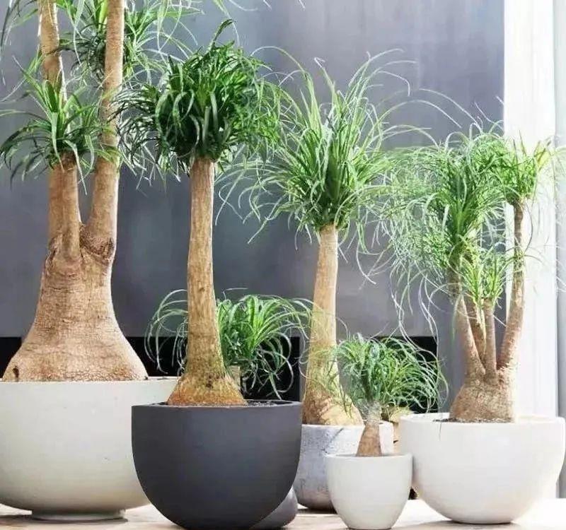 福气|懒人养花首选这三种，省心省力又好养，霸气镇宅添福气，人人都喜