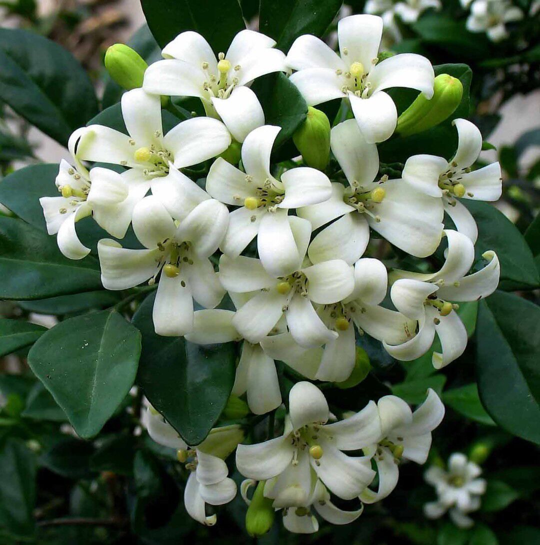 适合新手养护的几种花,香味逼人,好养活又非常美丽