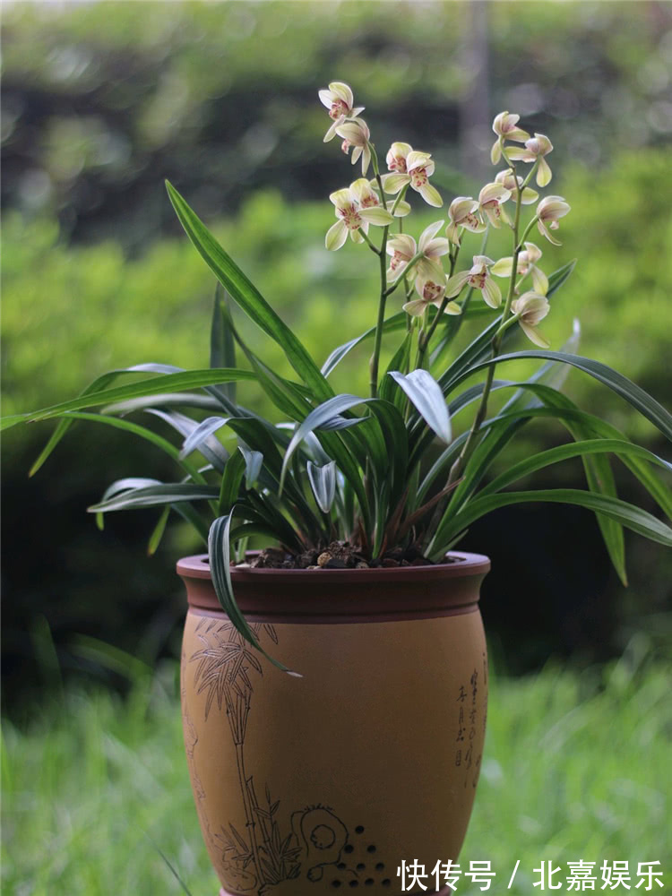 用“绿肥”养兰花,兰花新芽猛蹿,枝繁叶茂花娇俏!