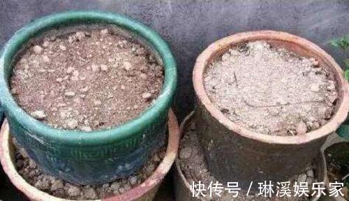 旧土|旧土留好别扔了,加点东西重新肥得流油,不板结养分高