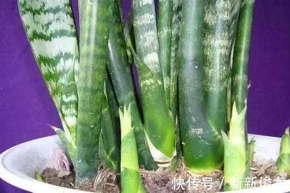 小芽|高手养虎皮兰土壤中加点“它”,一周冒出8个芽,呼呼长“爆盆”