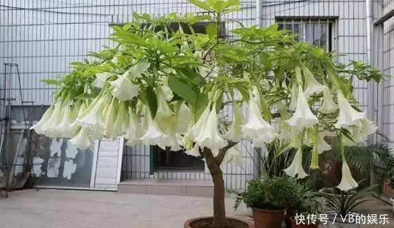 几种很耐寒的花,在冬天依旧开花美艳