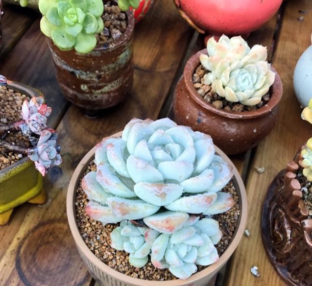 让多肉植物长出侧芽也不难,巧用剪刀,自然生长都爆盆