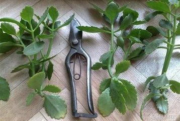 长寿花枝条剪1根,插盆里15天生根,养成“棒棒糖”,当年开花