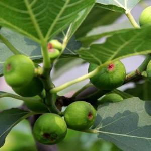 栽种|无花果、百香果可以在家种,2年养成大盆栽,一棵结果4、5斤