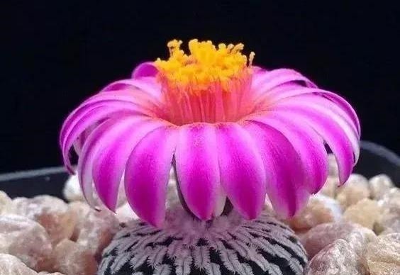 这三种花虽然丑,古代“大户人家”最爱养,“寓意好”遇水就疯长!