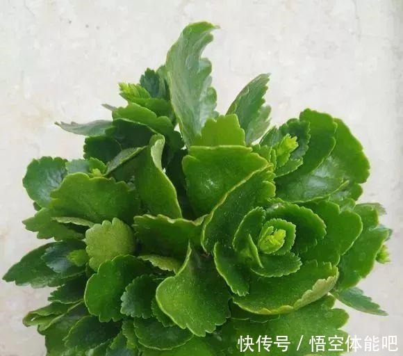 长寿花扦插8大步骤,一盆变十盆,超轻松!长寿花扦插8大步骤,一盆变十盆,超轻松!