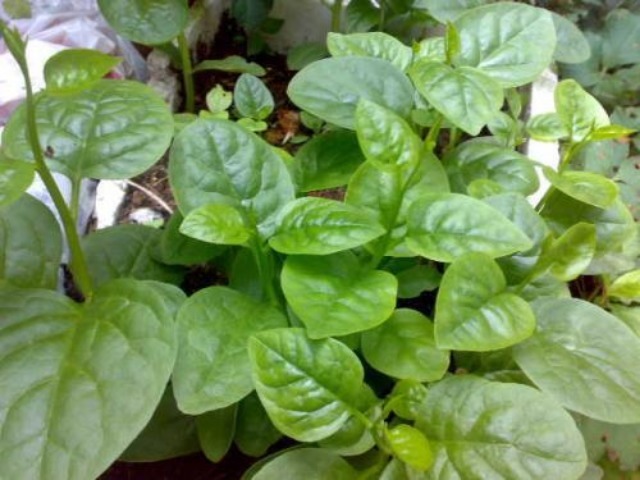 木耳菜|一道女人的“美容菜”,做成菜汤更棒,隔三差五去吃,美白又瘦身