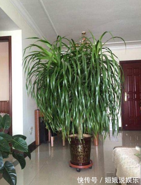 有毒气体|新房里养花,就去养盆“龙须树”,可净化空气,吸收甲醛、灰尘