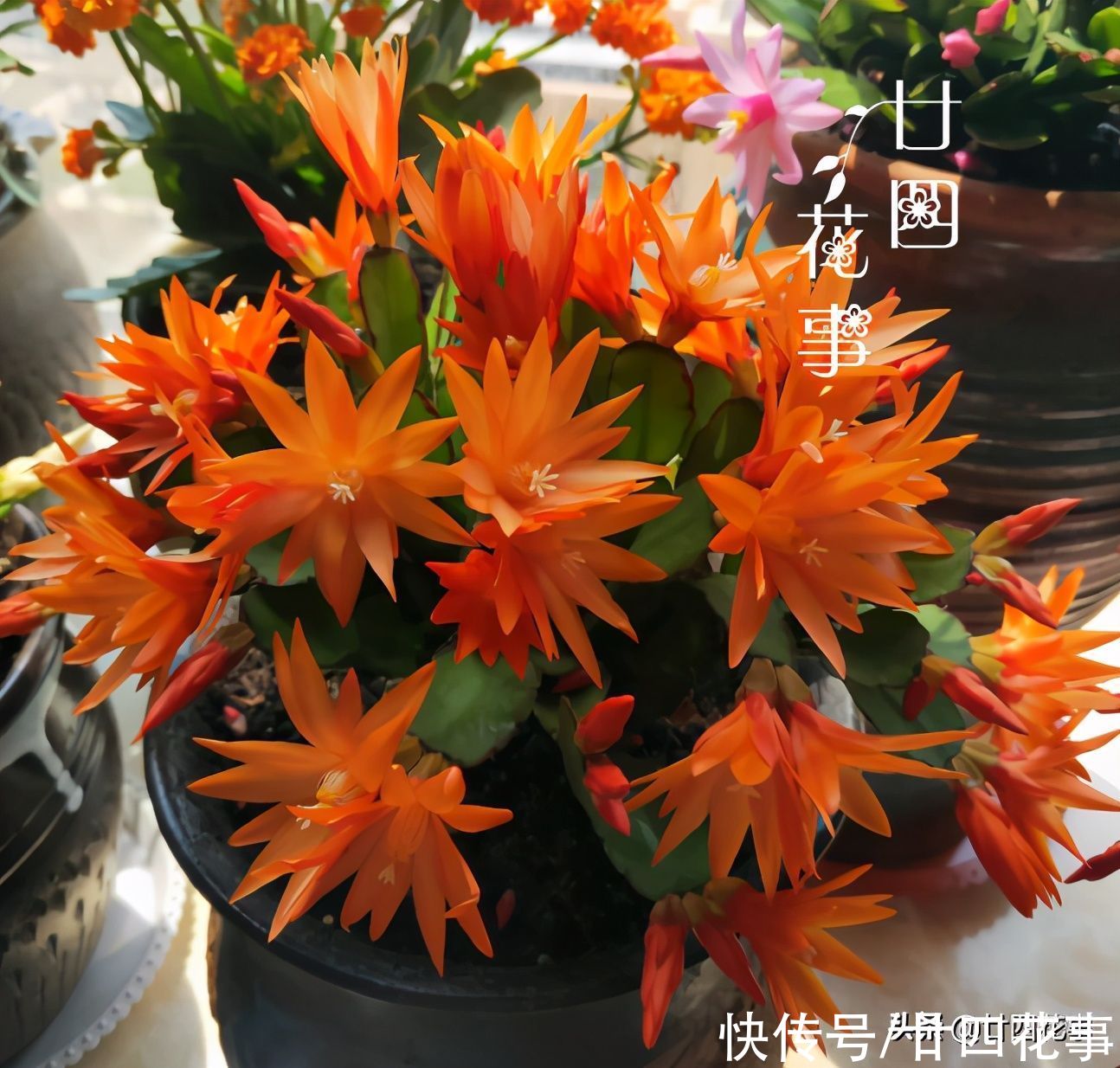 蟹爪兰复花并不难，简单3步，花朵一茬接一茬，开到5月份