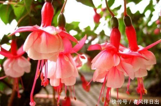 4种花是爆盆“能手”,花开一茬又一茬,漂亮花期长,花香飘满屋