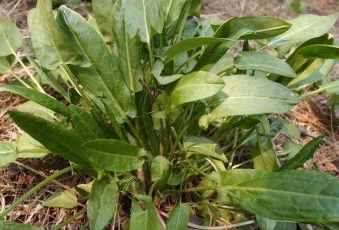 食用价值|乡下俗称“金不换”的植物,比醋还酸,市场价值却很高,价值珍贵