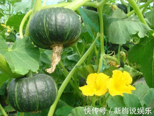 食物|吃南瓜好处多多，但南瓜不能和两种食物同食，告诉身边的人