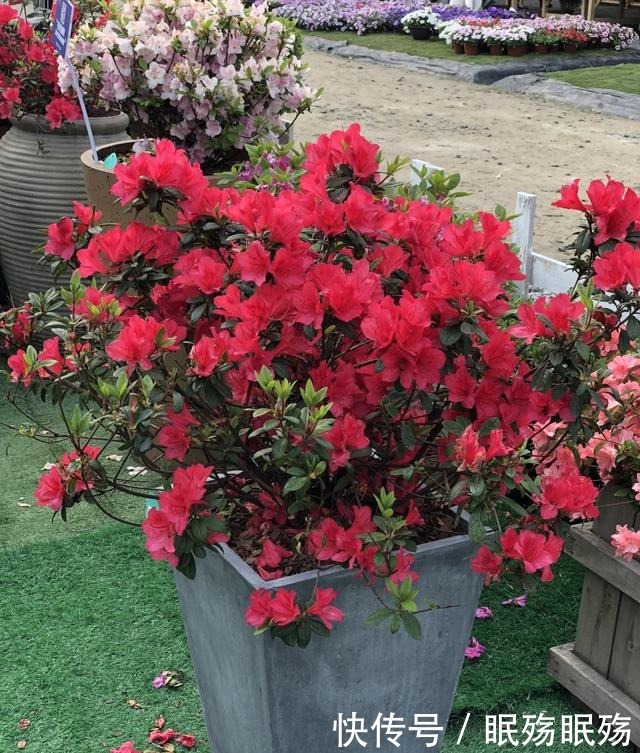 最爱“吃醋”的花，给它喝点醋才高兴，越喝叶子越油亮！