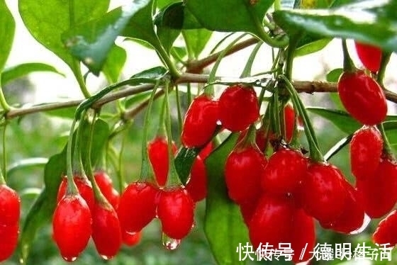 安神助眠|失眠“最怕”的几种食物,睡前吃一点,安神助眠,好梦自然来!