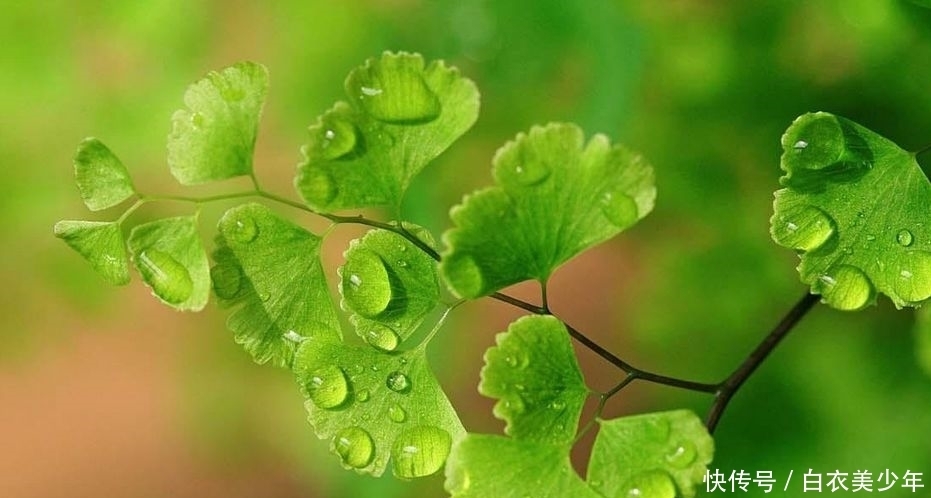 比，花，还，好，看的观叶植物，你知，道几种？