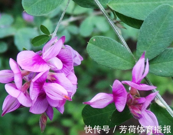 寓意@此花花色娇艳迷人,深为万千诗歌名人所钟爱,寓意为害羞与深思