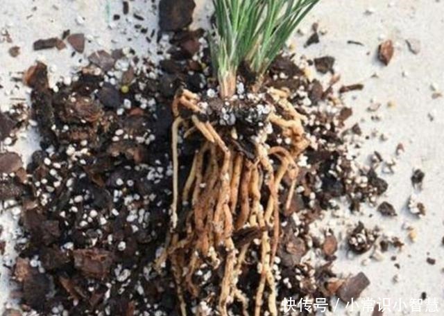 在家制作营养土,加上3种“废弃物”,松软透气、营养成分多!