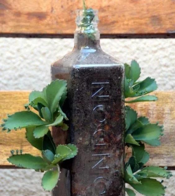 植物|没地种花种菜,没时间浇水几个塑料瓶就能解决,DIY变废为宝