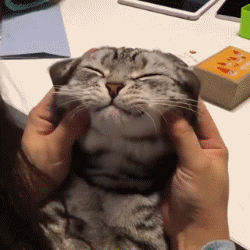 |搞笑GIF趣图:妹子,你就穿成这样躺着玩手机,心机够深的啊