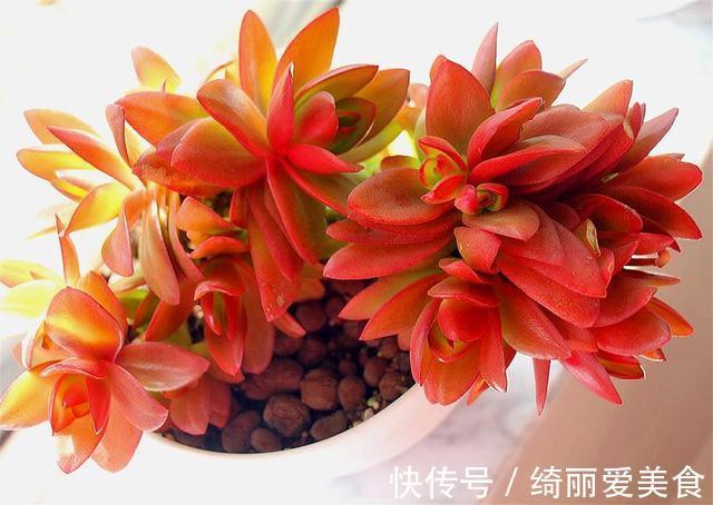 喜欢多肉就选这1款,火红喜庆颜值高,只要4招,养成垂吊悬崖桩