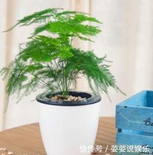 文竹盆土里插个“神器”,盆土状况一目了然,变成茂密“小森林”