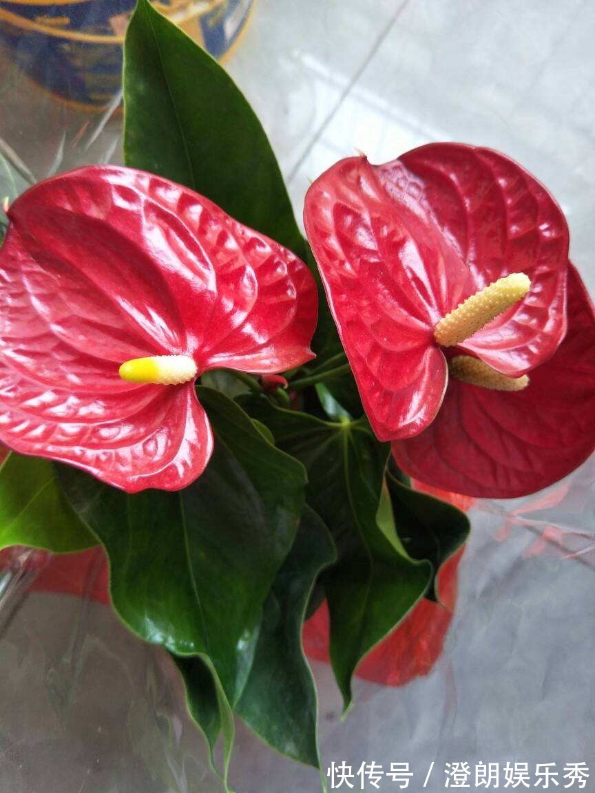8种“中国红”年宵花,养在家里添喜气,红红火火好运来